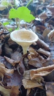 foto di Funghi